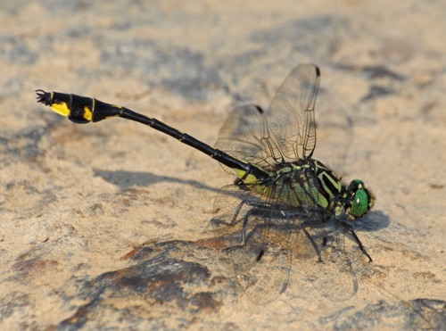 Male
2007_05_25_Pike